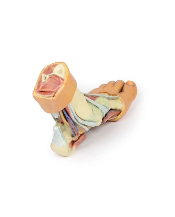 Strutture della superficie plantare del piede  - Erler Zimmer 3D anatomy Series