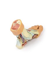 Strutture della superficie plantare del piede  - Erler Zimmer 3D anatomy Series