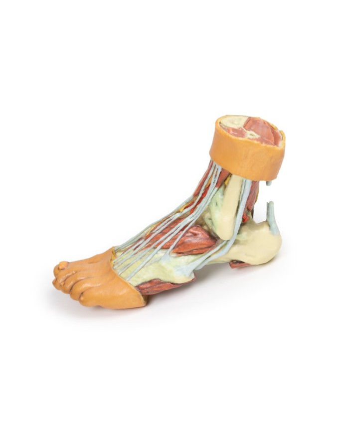 Strutture della superficie plantare del piede  - Erler Zimmer 3D anatomy Series