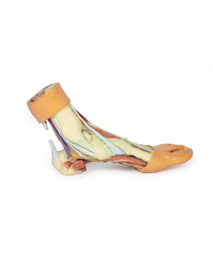 Strutture della superficie plantare del piede  - Erler Zimmer 3D anatomy Series