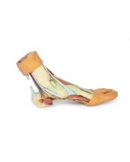 Strutture della superficie plantare del piede  - Erler Zimmer 3D anatomy Series