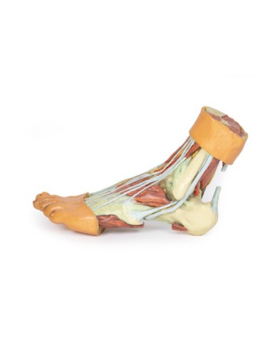 Strutture della superficie plantare del piede  - Erler Zimmer 3D anatomy Series Strutture della superficie plantare del piede  - Erler Zimmer 3D anatomy Series