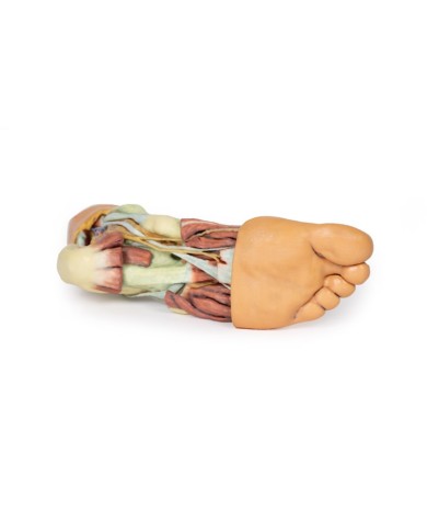 Strutture della superficie plantare del piede  - Erler Zimmer 3D anatomy Series Strutture della superficie plantare del piede  - Erler Zimmer 3D anatomy Series