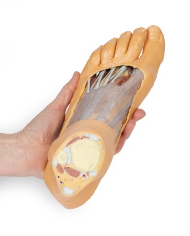 Strutture della superficie plantare del piede e dissezione superficiale - Erler Zimmer 3D anatomy Series Strutture della superficie plantare del piede e dissezione superficiale - Erler Zimmer 3D anatomy Series