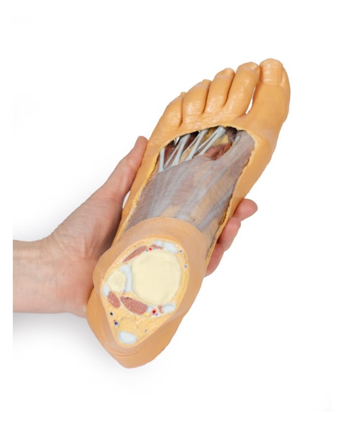 Strutture della superficie plantare del piede e dissezione superficiale - Erler Zimmer 3D anatomy Series