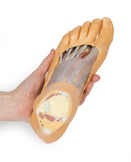 Strutture della superficie plantare del piede e dissezione superficiale - Erler Zimmer 3D anatomy Series