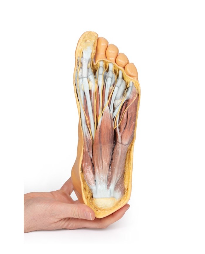 Strutture della superficie plantare del piede e dissezione superficiale - Erler Zimmer 3D anatomy Series