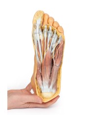 Strutture della superficie plantare del piede e dissezione superficiale - Erler Zimmer 3D anatomy Series