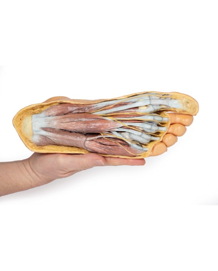 Strutture della superficie plantare del piede e dissezione superficiale - Erler Zimmer 3D anatomy Series