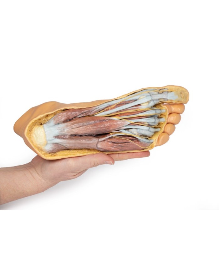 Strutture della superficie plantare del piede e dissezione superficiale - Erler Zimmer 3D anatomy Series