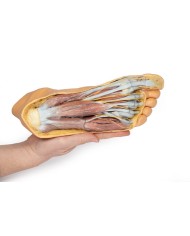 Strutture della superficie plantare del piede e dissezione superficiale - Erler Zimmer 3D anatomy Series