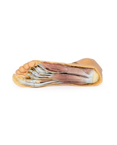 Strutture della superficie plantare del piede e dissezione superficiale - Erler Zimmer 3D anatomy Series Strutture della superficie plantare del piede e dissezione superficiale - Erler Zimmer 3D anatomy Series