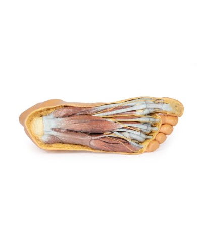 Strutture della superficie plantare del piede e dissezione superficiale - Erler Zimmer 3D anatomy Series Strutture della superficie plantare del piede e dissezione superficiale - Erler Zimmer 3D anatomy Series