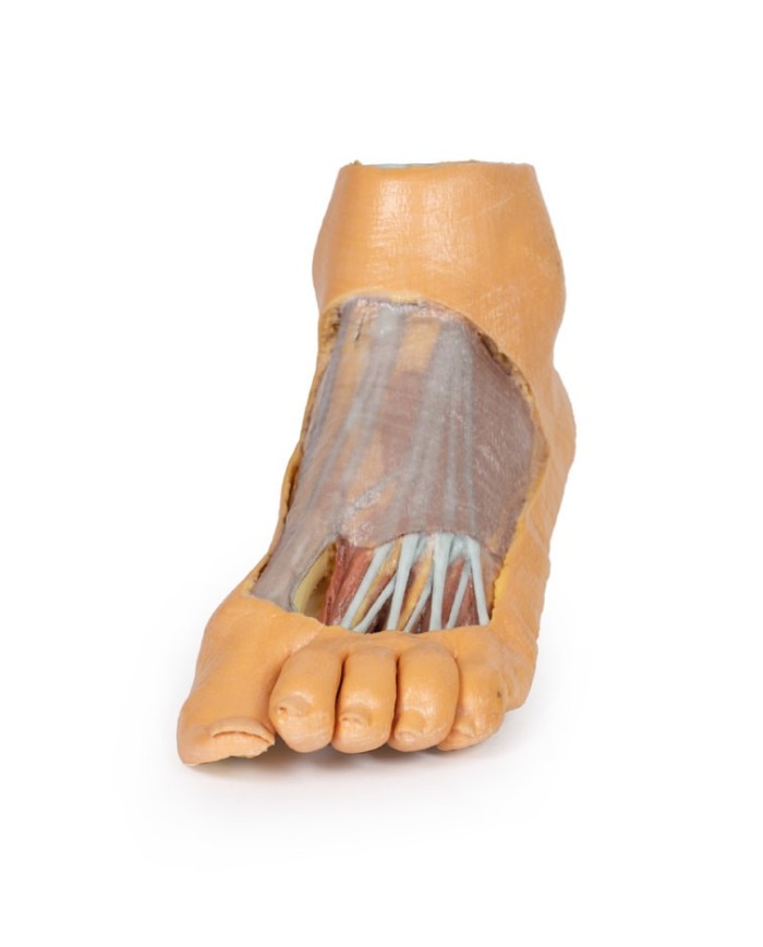 Strutture della superficie plantare del piede e dissezione superficiale - Erler Zimmer 3D anatomy Series