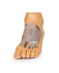 Strutture della superficie plantare del piede e dissezione superficiale - Erler Zimmer 3D anatomy Series