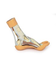 Dissezione superficiale e profonda della gamba e del piede - Erler Zimmer 3D anatomy Series