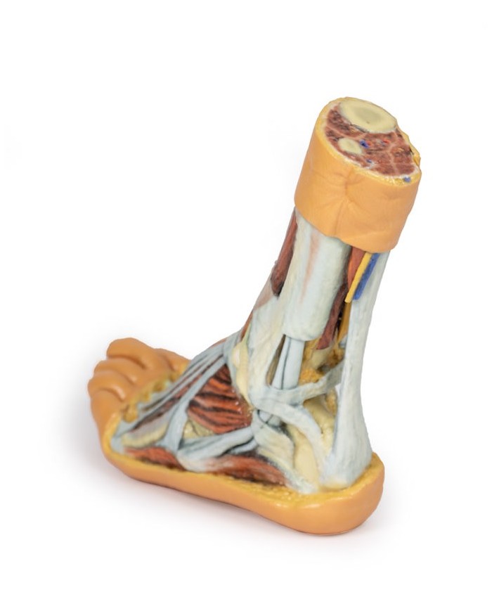 Dissezione superficiale e profonda della gamba e del piede - Erler Zimmer 3D anatomy Series