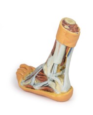 Dissezione superficiale e profonda della gamba e del piede - Erler Zimmer 3D anatomy Series