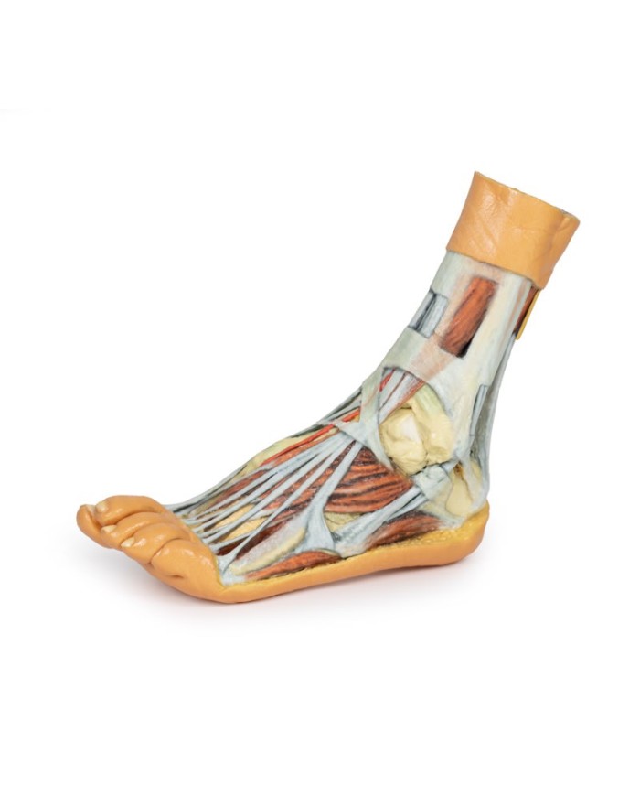 Dissezione superficiale e profonda della gamba e del piede - Erler Zimmer 3D anatomy Series