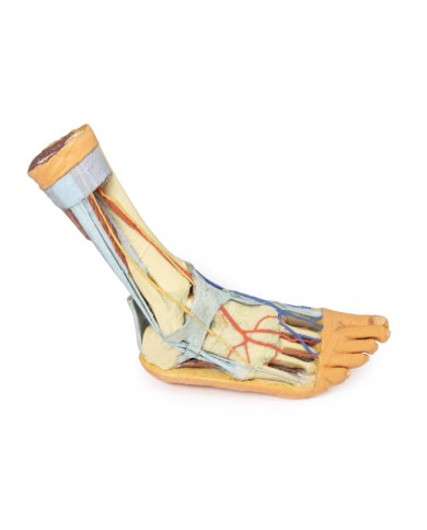 Strutture superficiali e profonde della gamba e del piede - Erler Zimmer 3D anatomy Series Strutture superficiali e profonde della gamba e del piede - Erler Zimmer 3D anatomy Series