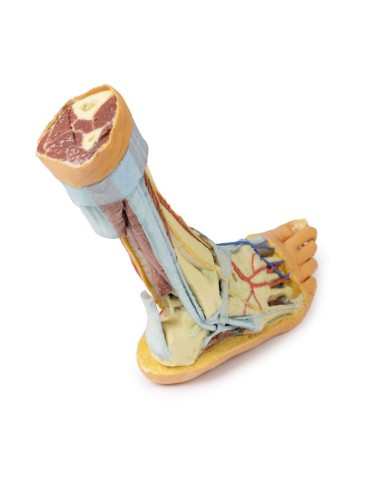 Strutture superficiali e profonde della gamba e del piede - Erler Zimmer 3D anatomy Series Strutture superficiali e profonde della gamba e del piede - Erler Zimmer 3D anatomy Series