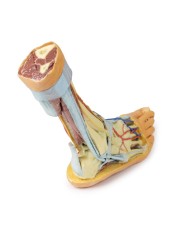 Strutture superficiali e profonde della gamba e del piede - Erler Zimmer 3D anatomy Series Strutture superficiali e profonde della gamba e del piede - Erler Zimmer 3D anatomy Series