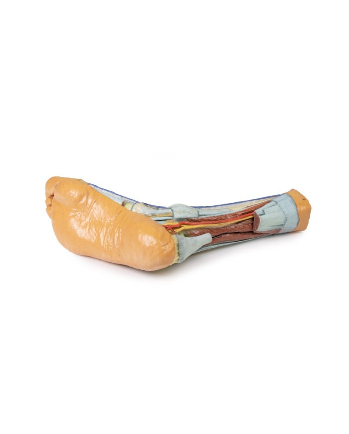Strutture superficiali e profonde della gamba e del piede - Erler Zimmer 3D anatomy Series Strutture superficiali e profonde della gamba e del piede - Erler Zimmer 3D anatomy Series