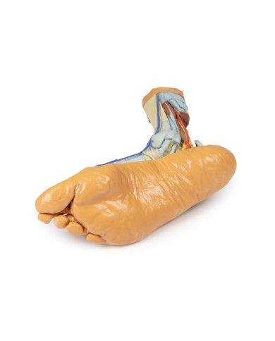 Strutture superficiali e profonde della gamba e del piede - Erler Zimmer 3D anatomy Series Strutture superficiali e profonde della gamba e del piede - Erler Zimmer 3D anatomy Series