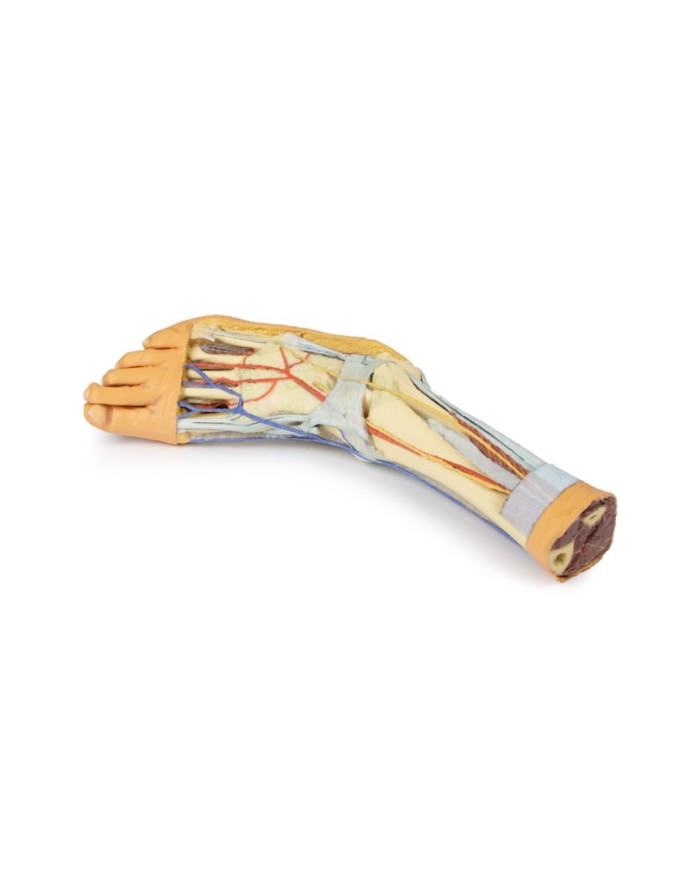Strutture superficiali e profonde della gamba e del piede - Erler Zimmer 3D anatomy Series Strutture superficiali e profonde della gamba e del piede - Erler Zimmer 3D anatomy Series