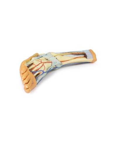 Strutture superficiali e profonde della gamba e del piede - Erler Zimmer 3D anatomy Series Strutture superficiali e profonde della gamba e del piede - Erler Zimmer 3D anatomy Series