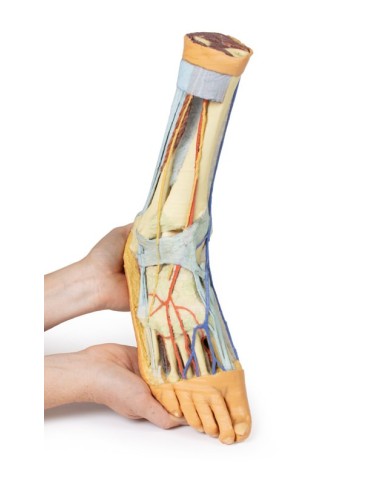 Strutture superficiali e profonde della gamba e del piede - Erler Zimmer 3D anatomy Series Strutture superficiali e profonde della gamba e del piede - Erler Zimmer 3D anatomy Series