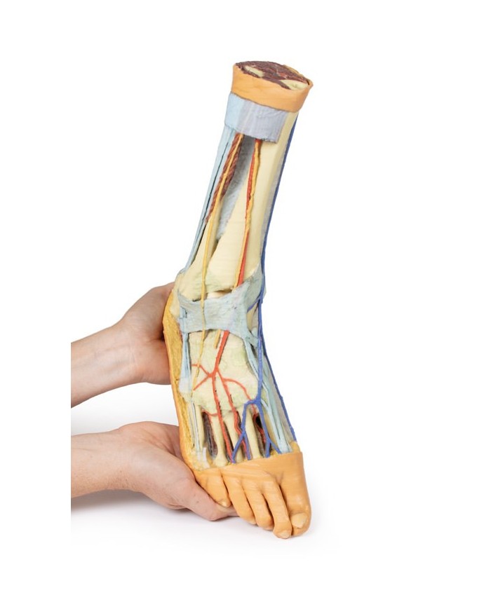 Strutture superficiali e profonde della gamba e del piede - Erler Zimmer 3D anatomy Series Strutture superficiali e profonde della gamba e del piede - Erler Zimmer 3D anatomy Series