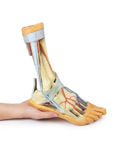 Strutture superficiali e profonde della gamba e del piede - Erler Zimmer 3D anatomy Series Strutture superficiali e profonde della gamba e del piede - Erler Zimmer 3D anatomy Series