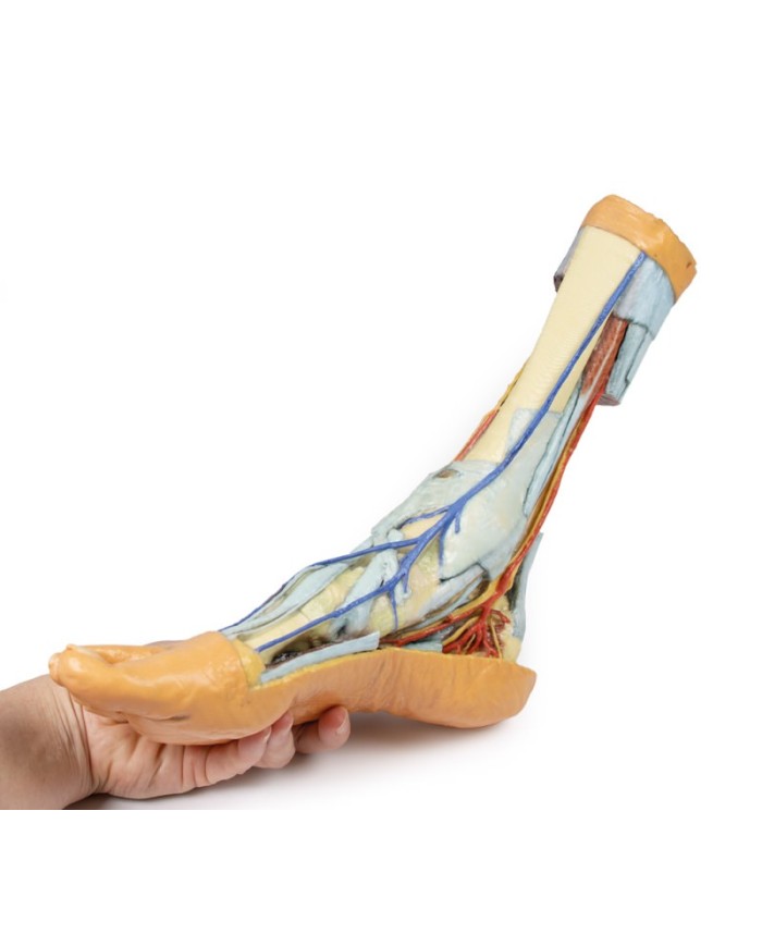 Strutture superficiali e profonde della gamba e del piede - Erler Zimmer 3D anatomy Series Strutture superficiali e profonde della gamba e del piede - Erler Zimmer 3D anatomy Series