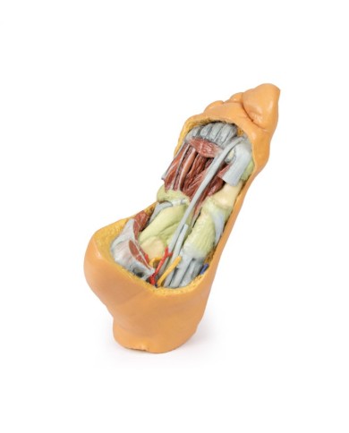 Strutture plantari profonde del piede - Erler Zimmer 3D anatomy Series Strutture plantari profonde del piede - Erler Zimmer 3D anatomy Series