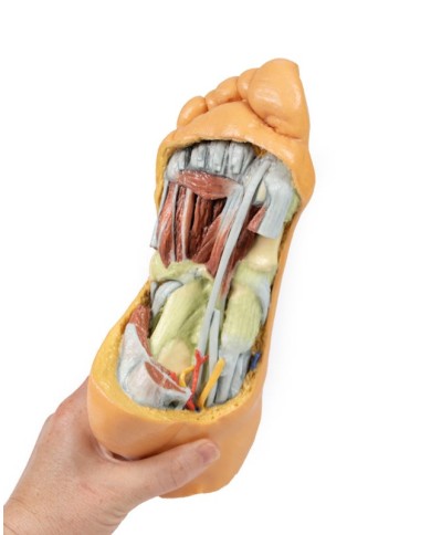 Strutture plantari profonde del piede - Erler Zimmer 3D anatomy Series Strutture plantari profonde del piede - Erler Zimmer 3D anatomy Series