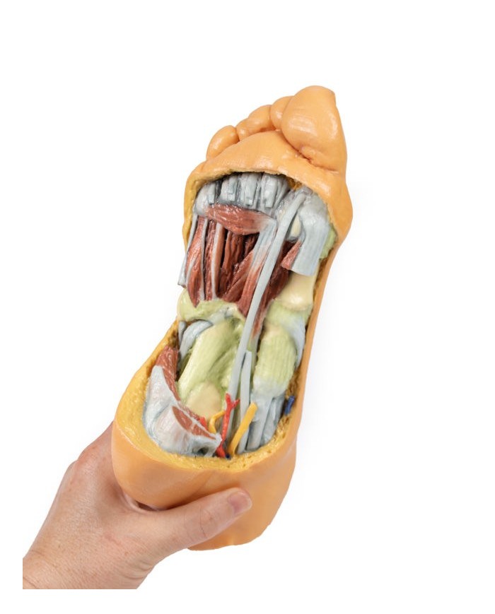 Strutture plantari profonde del piede - Erler Zimmer 3D anatomy Series