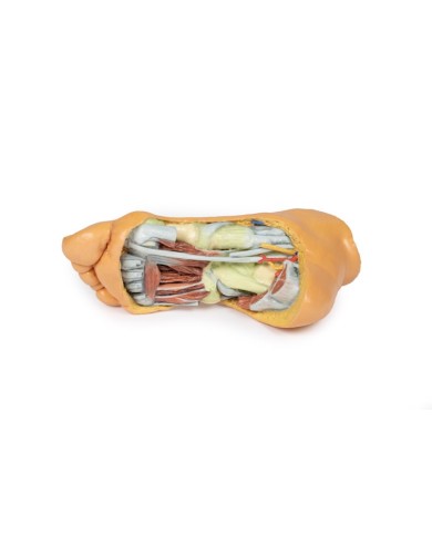 Strutture plantari profonde del piede - Erler Zimmer 3D anatomy Series Strutture plantari profonde del piede - Erler Zimmer 3D anatomy Series