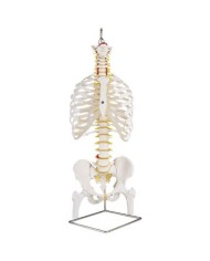 Colonna vertebrale flessibile classica 3B Scientific, cassa toracica e tronchi del femore A56/2