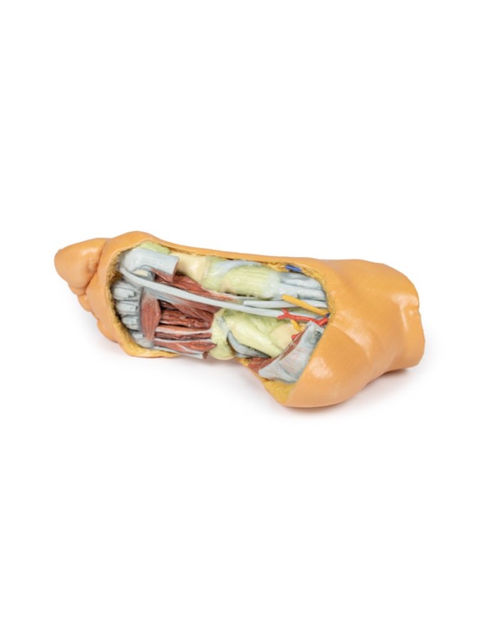 Strutture plantari profonde del piede - Erler Zimmer 3D anatomy Series