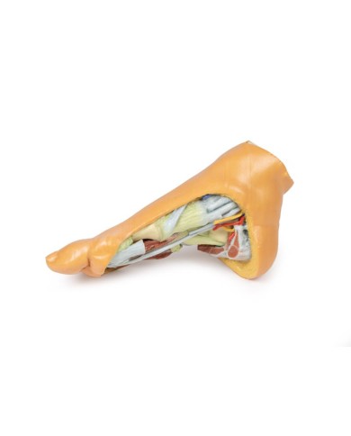 Strutture plantari profonde del piede - Erler Zimmer 3D anatomy Series Strutture plantari profonde del piede - Erler Zimmer 3D anatomy Series