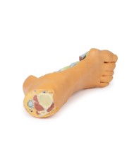 Strutture plantari profonde del piede - Erler Zimmer 3D anatomy Series