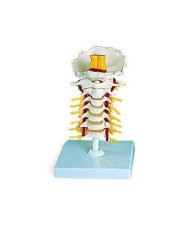 3B Scientific, modello anatomico di colonna vertebrale cervicale A72