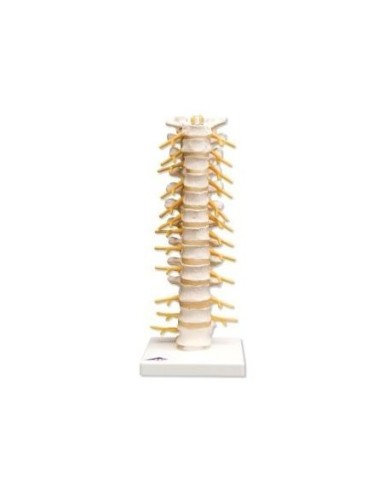 3B Scientific, modelli anatomico di colonna vertebrale toracica A73 3B Scientific, modelli anatomico di colonna vertebrale toracica A73