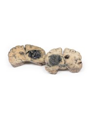 Emorragia intracerebrale Erler Zimmer 3D anatomy Series MP2012 Emorragia intracerebrale Erler Zimmer 3D anatomy Series MP2012