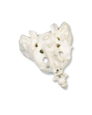 3B Scientific, modello anatomico di osso sacro con coccige A70/6