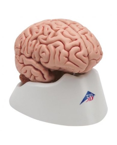 Cervello 3B Scientific, modello anatomico classico in 5 parti C18