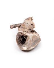 Tetralogia di Fallot Erler Zimmer 3D anatomy Series MP2037