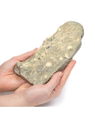 Carcinoma metastatico nel polmone Erler Zimmer 3D anatomy Series MP2056