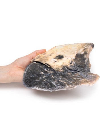 Polmonite lobare Erler Zimmer 3D anatomy Series MP2057